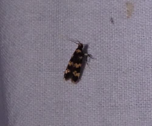 Oegoconia sp.